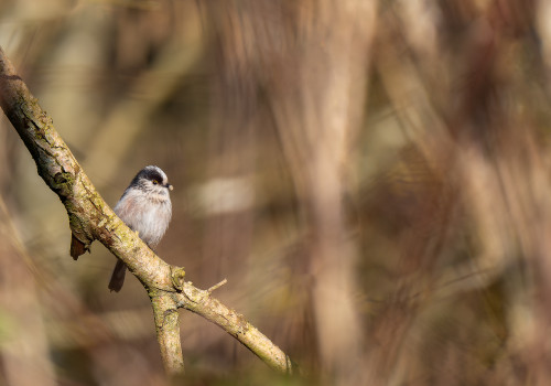 aegithalos caudatus  orite a longue queue 