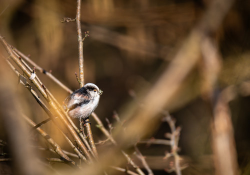 aegithalos caudatus  orite a longue queue 