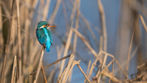 alcedo atthis martin pecheur d europe femelle alcedo atthis martin pecheur d europe femelle