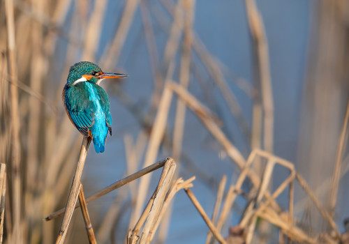 alcedo atthis  martin pecheur d europe  femelle