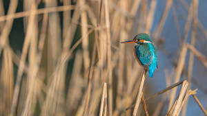 alcedo atthis martin pecheur d europe femelle alcedo atthis martin pecheur d europe femelle