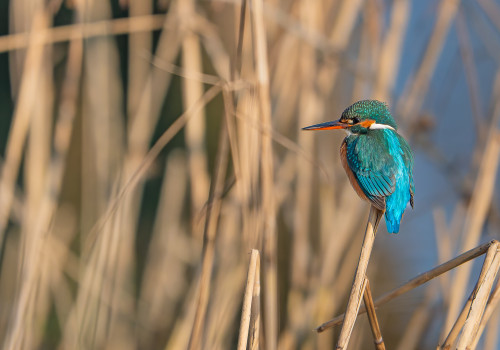 alcedo atthis  martin pecheur d europe  femelle