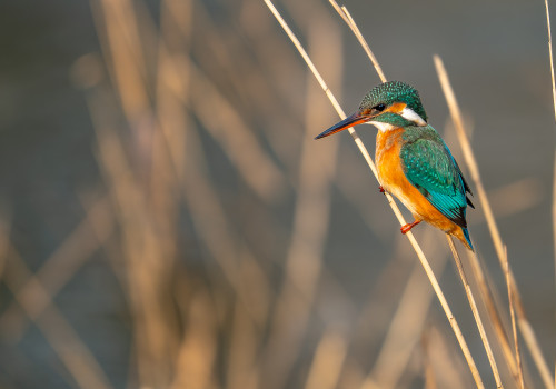 alcedo atthis  martin pecheur d europe  femelle