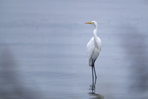 ardea alba grande aigrette ardea alba grande aigrette