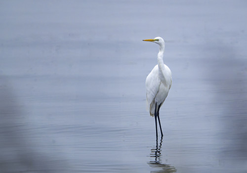 ardea alba  grande aigrette 