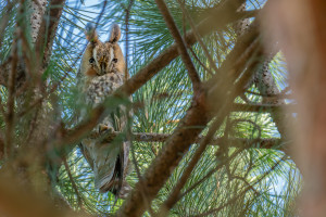 asio otus hibou moyen duc asio otus hibou moyen duc