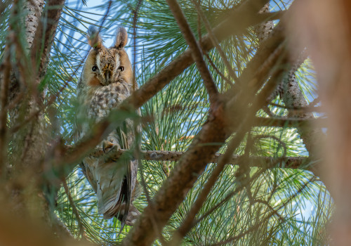 asio otus  hibou moyen duc 