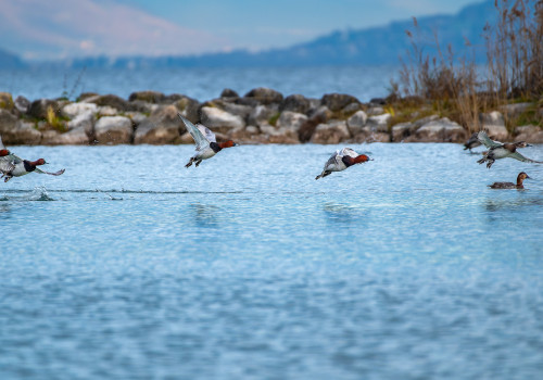 aythya ferina  fuligule milouin 