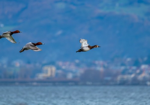 aythya ferina  fuligule milouin 