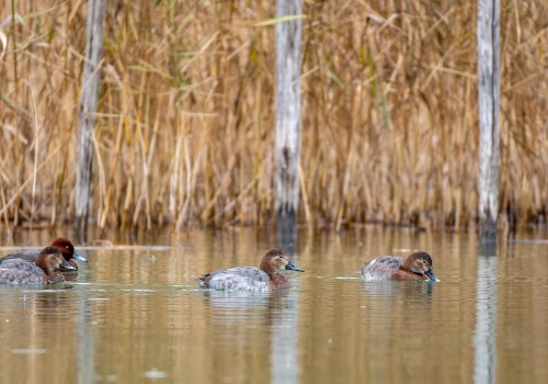 aythya ferina  fuligule milouin 