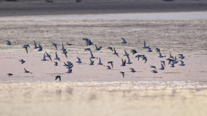 becasseau variable et minute becasseau variable et minute