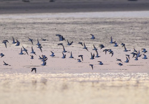 becasseau variable et minute