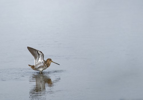 becassine des marais