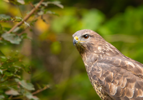 buteo buteo  buse variable 