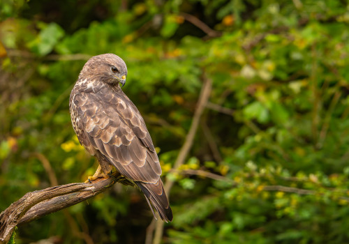 buteo buteo  buse variable 