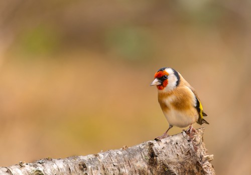 carduelis carduelis  chardonneret elegant 