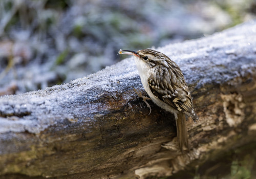 certhia brachydactyla  grimpereau des jardins 