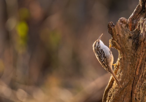 certhia brachydactyla  grimpereau des jardins 