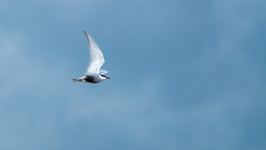 chlidonias hybrida guifette moustac chlidonias hybrida guifette moustac