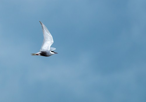 chlidonias hybrida  guifette moustac 