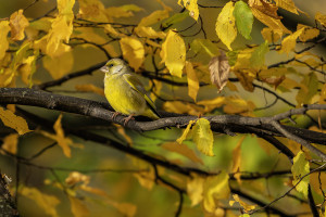 chloris chloris verdier d europe chloris chloris verdier d europe