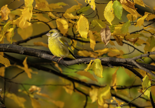 chloris chloris  verdier d europe 