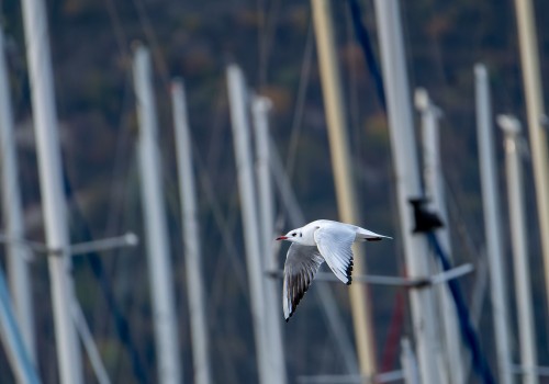 chroicocephalus ridibundus  mouette rieuse 