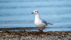 chroicocephalus ridibundus mouette rieuse chroicocephalus ridibundus mouette rieuse