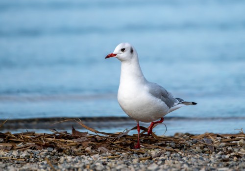 chroicocephalus ridibundus  mouette rieuse 