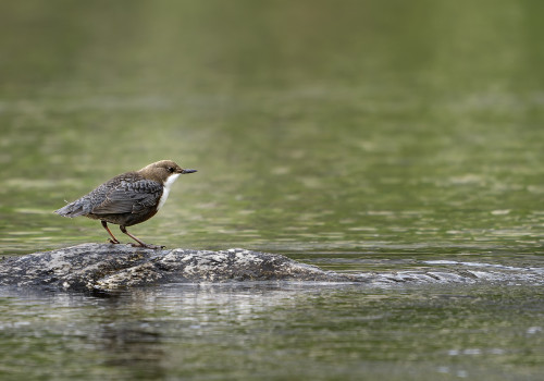 cinclus cinclus  le cincle plongeur 