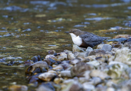 cinclus cinclus  le cincle plongeur 