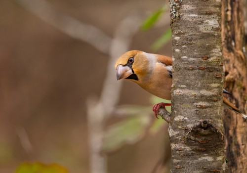 coccothraustes coccothraustes  gros bec casse noyaux 