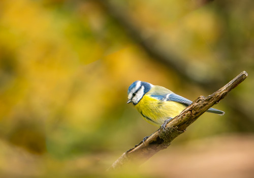 cyanistes caeruleus  la mesange bleue 