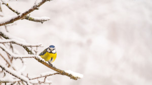 cyanistes caeruleus la mesange bleue cyanistes caeruleus la mesange bleue