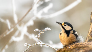 dendrocopos major pic epeiche dendrocopos major pic epeiche