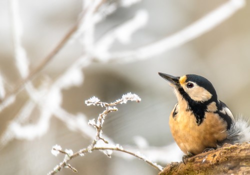 dendrocopos major  pic epeiche 