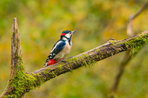 dendrocopos major pic epeiche dendrocopos major pic epeiche