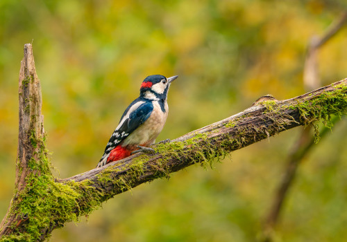 dendrocopos major  pic epeiche 