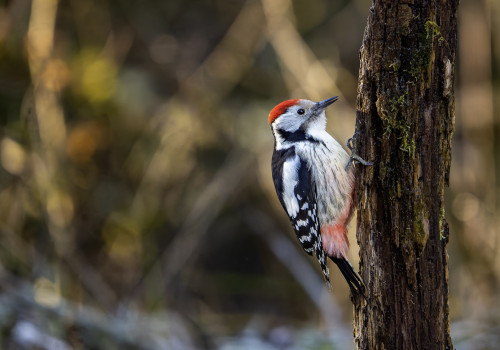 dendrocoptes medius  pic mar 