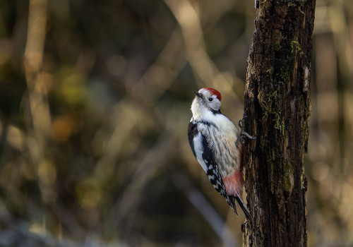 dendrocoptes medius  pic mar 
