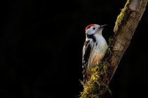 dendrocoptes medius pic mar dendrocoptes medius pic mar