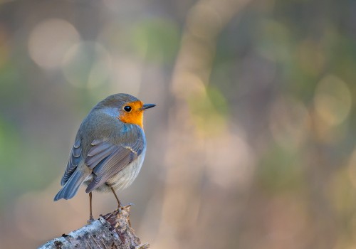 erithacus rubecula  rouge gorge 