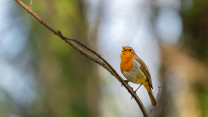 erithacus rubecula rouge gorge erithacus rubecula rouge gorge