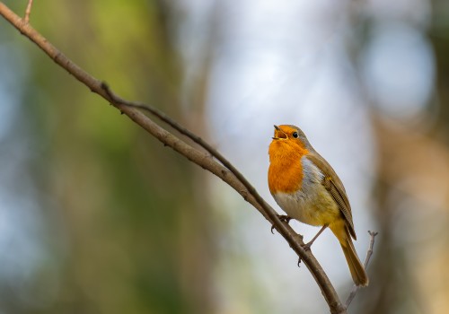 erithacus rubecula  rouge gorge 
