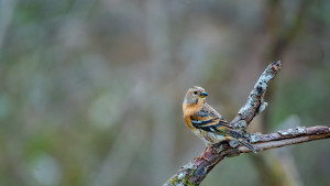 fringilla montifringilla pinson du nord fringilla montifringilla pinson du nord