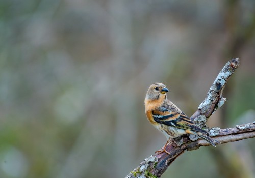 fringilla montifringilla  pinson du nord 