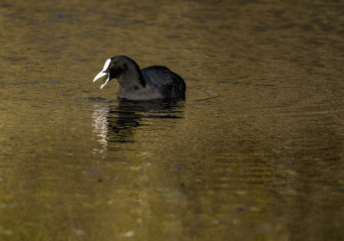 fulica atra  foulque macroule 