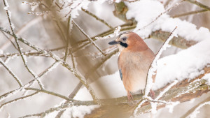 garrulus glandarius geai des chenes garrulus glandarius geai des chenes