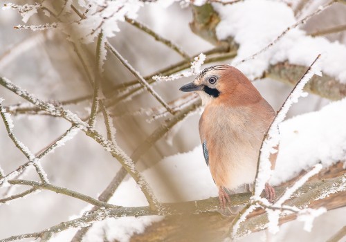 garrulus glandarius  geai des chenes 