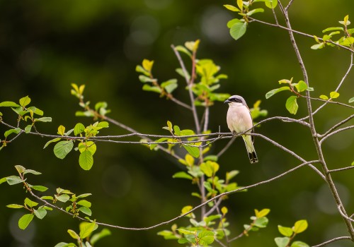 lanius collurio  pie grieche ecorcheur  male